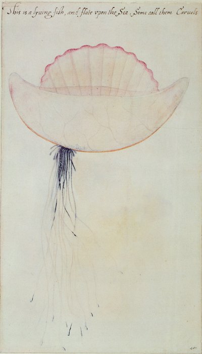 Portuguese Man-o
